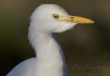 Cattle Egret (Bubulcus ibis)