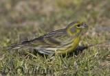 European Serin (Serinus serinus)