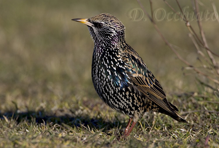 Common Starling (Sturnus vulgaris)