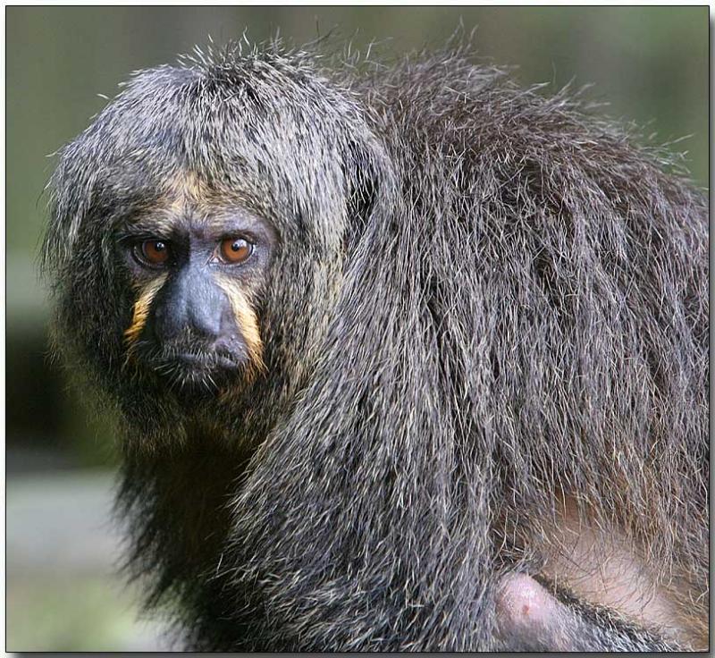 White-faced Saki, female