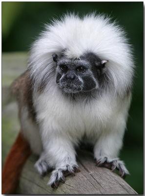 Cotton-top Tamarin