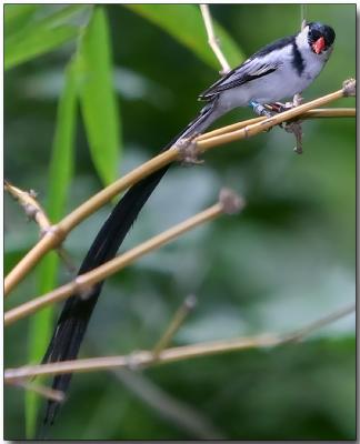 Pin-tailed Whydah - male with breeding plummage