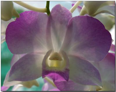 Orchid 42