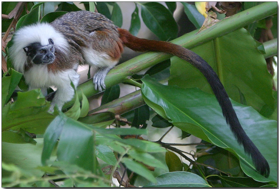 Cotton-top Tamarin