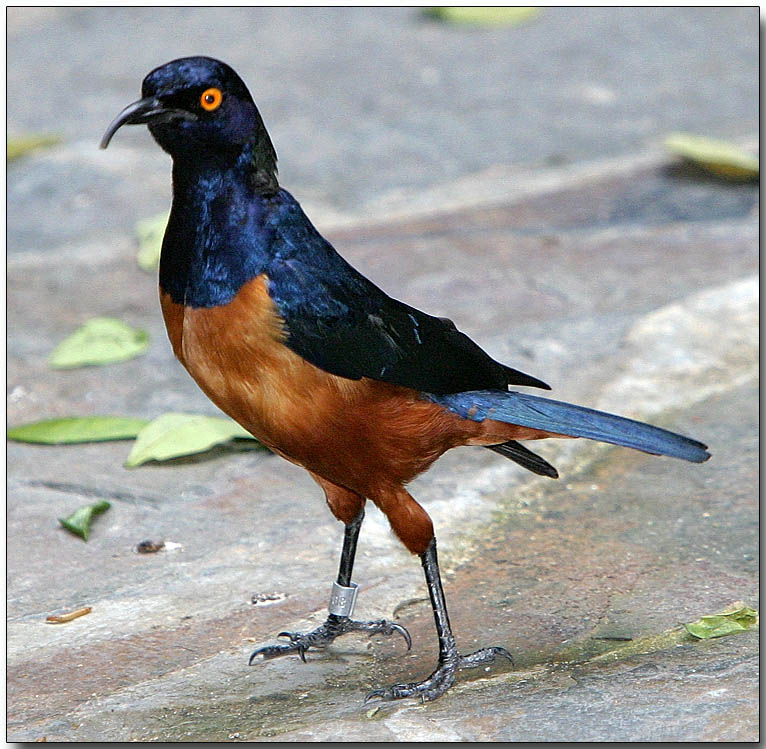 Hildebrandts Starling