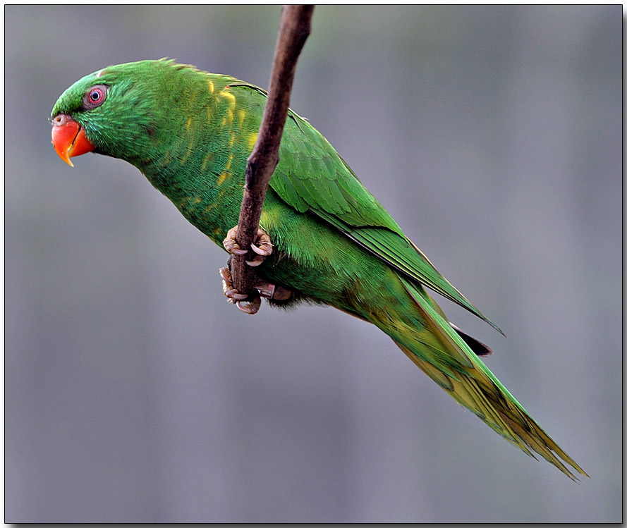 Scaly-breasted Lorikeet