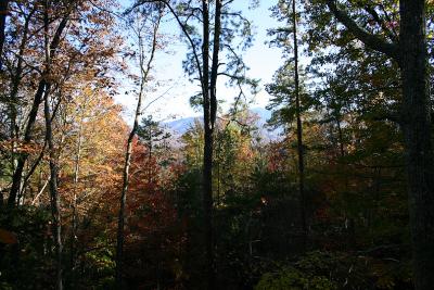View from back porch.