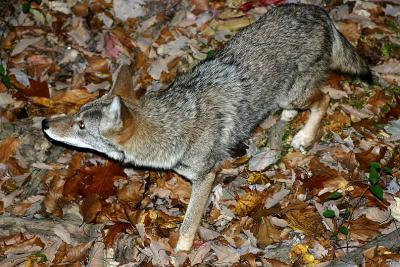 Coyote sneaking around the cabin.