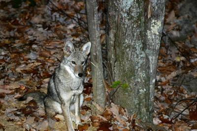 Coyote