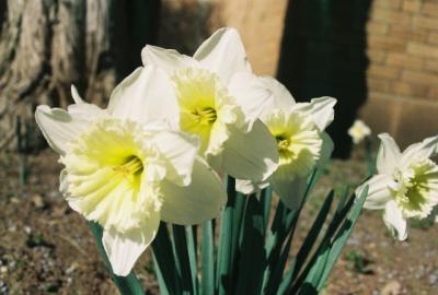 u35/doxielover1/medium/40435186.Daffodils.jpg