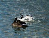 Backstroking Goose