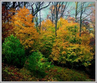 Hillside Color