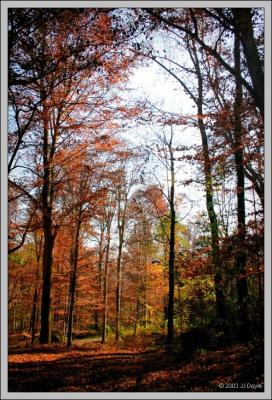 Fall Shadows