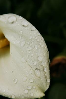 Rain on Lily 2