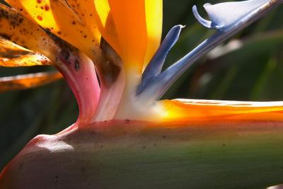 Bird of Paradise