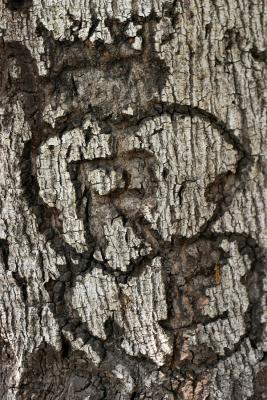 Carved Memories