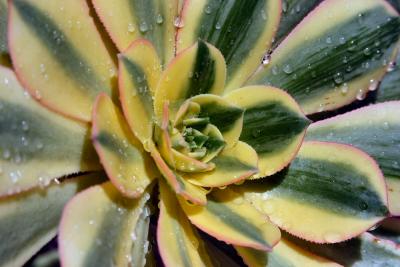 Sunning Cactus