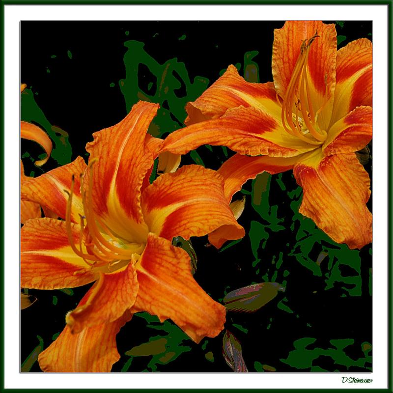 7/29/04 - Fiddling the Lily