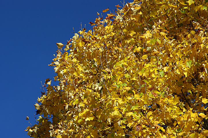 DSC_2493.jpg
