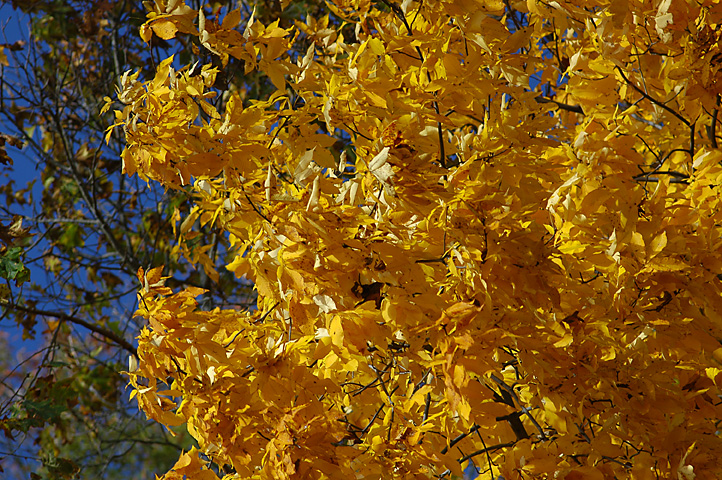 DSC_2542.jpg