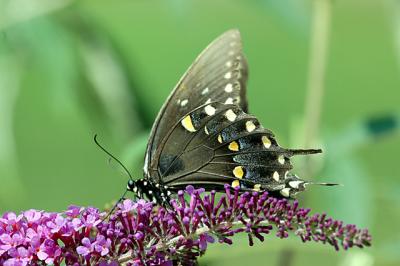 black swallowtail01.jpg