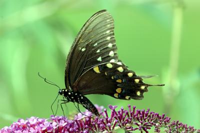 black swallowtail02.jpg