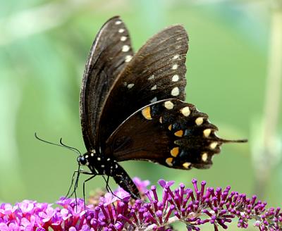 black swallowtail03.jpg