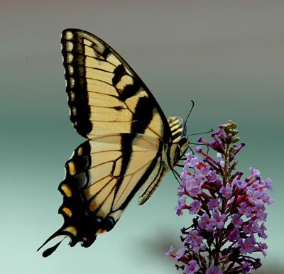 tiger swallowtail01.jpg