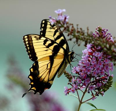 tiger swallowtail02.jpg