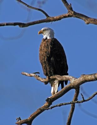 eagle02a.jpg