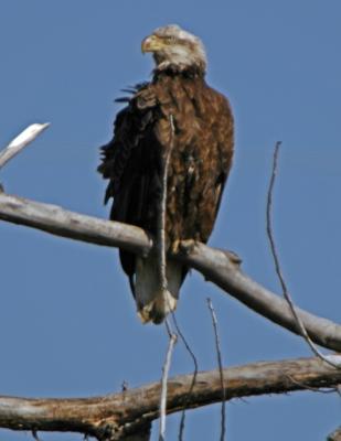 eagle04a.jpg
