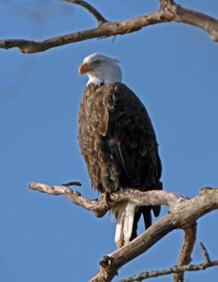 eagle06a.jpg