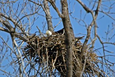eagle nest03a.jpg