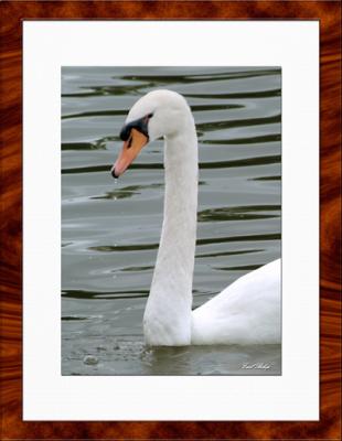Swan1