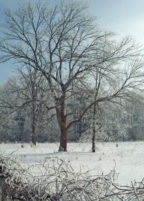 Nice Lookin Tree