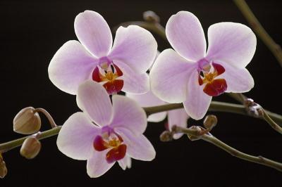 3/4/01 - Phalaenopsis Orchid