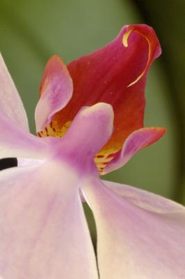 3/6/05 - Orchid Macro