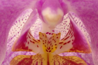 3/7/05 - Inside an Orchid