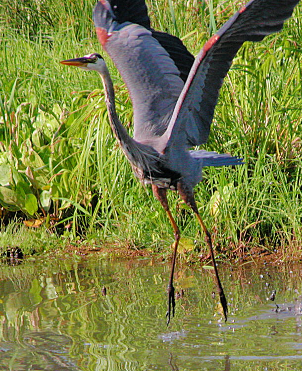 Cleared for Takeoff