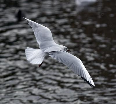 Seagull in flight2