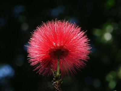 Red Brush