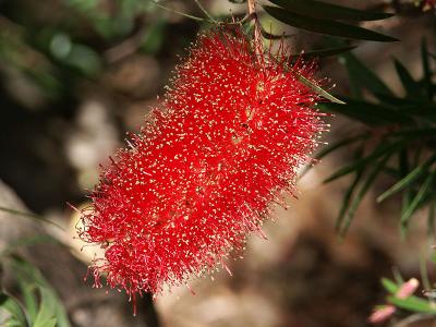 Bottle Brush