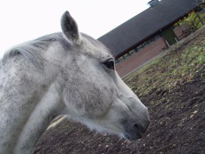 Horse farm