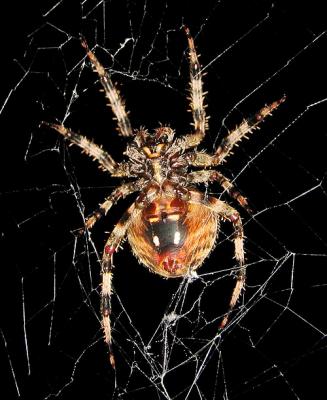 Charlotte, The Barn Spider