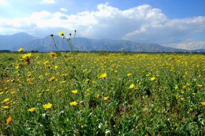 Desert Wild Flowers - 2005