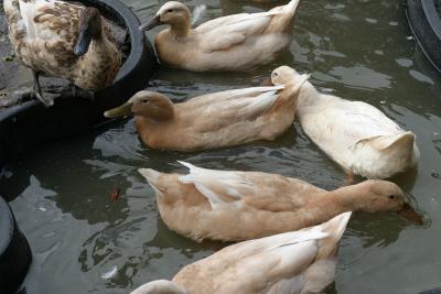 Quack Me Up