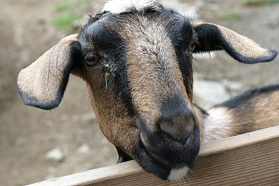 Gets My Goat