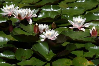 Lilies