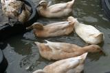 Quack Me Up