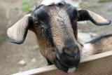 Gets My Goat
